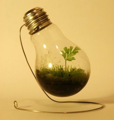 Terrarium in a light bulb You will need: light bulb terrarium, and water. Add approximately 1 tablespoon to your light bulb terrarium. This should be enough so that the soil is moist, but not too wet. Pour the described amount in and allow it to be absorbed into the soil. Add more if necessary.